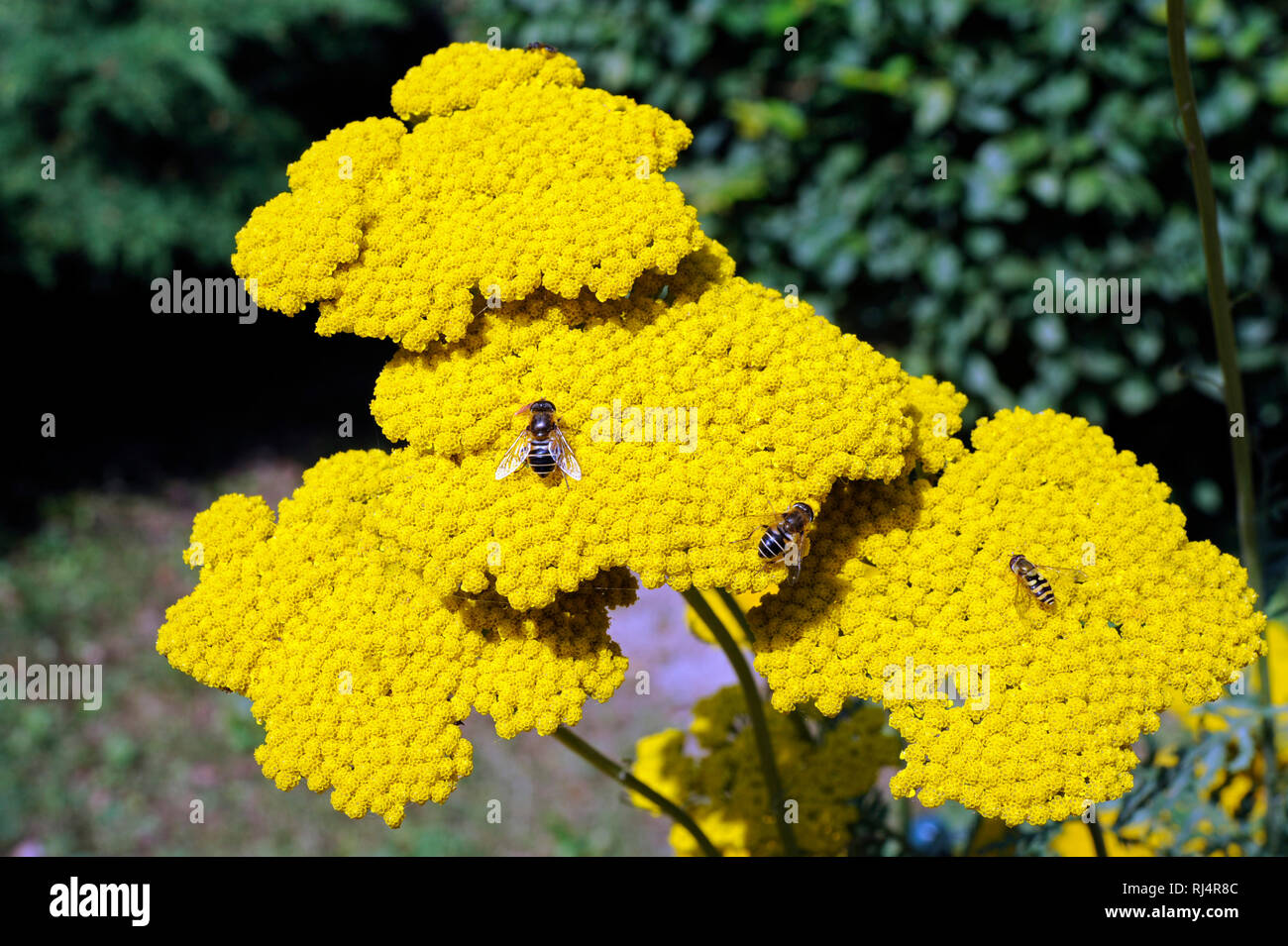 Gelbe Schirmrispen der Achillea, auch Garbe oder Schafgarbe, Insekten, Foto Stock