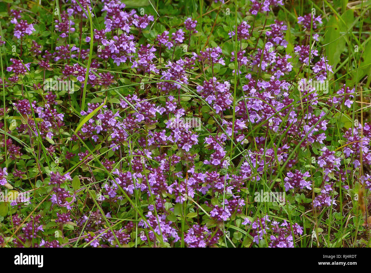 Feld-Thymian, Quendel, bl?hend, Thymus serpyllum, Foto Stock