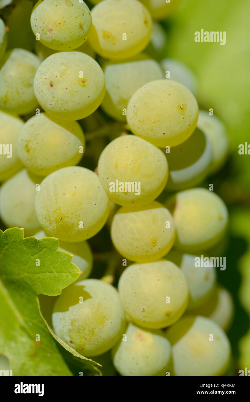 Weintrauben, Vitis vinifera L.?subsp.?vinifera, Fr?chte, close-up, Foto Stock