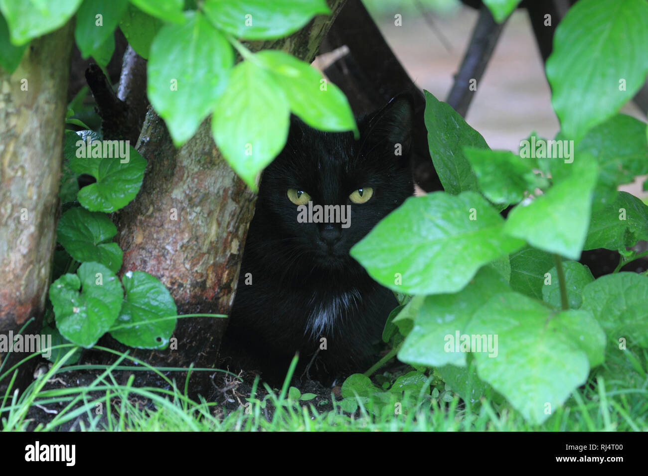 Schwarze Hauskatze im Garten, Felis silvestris catus Foto Stock