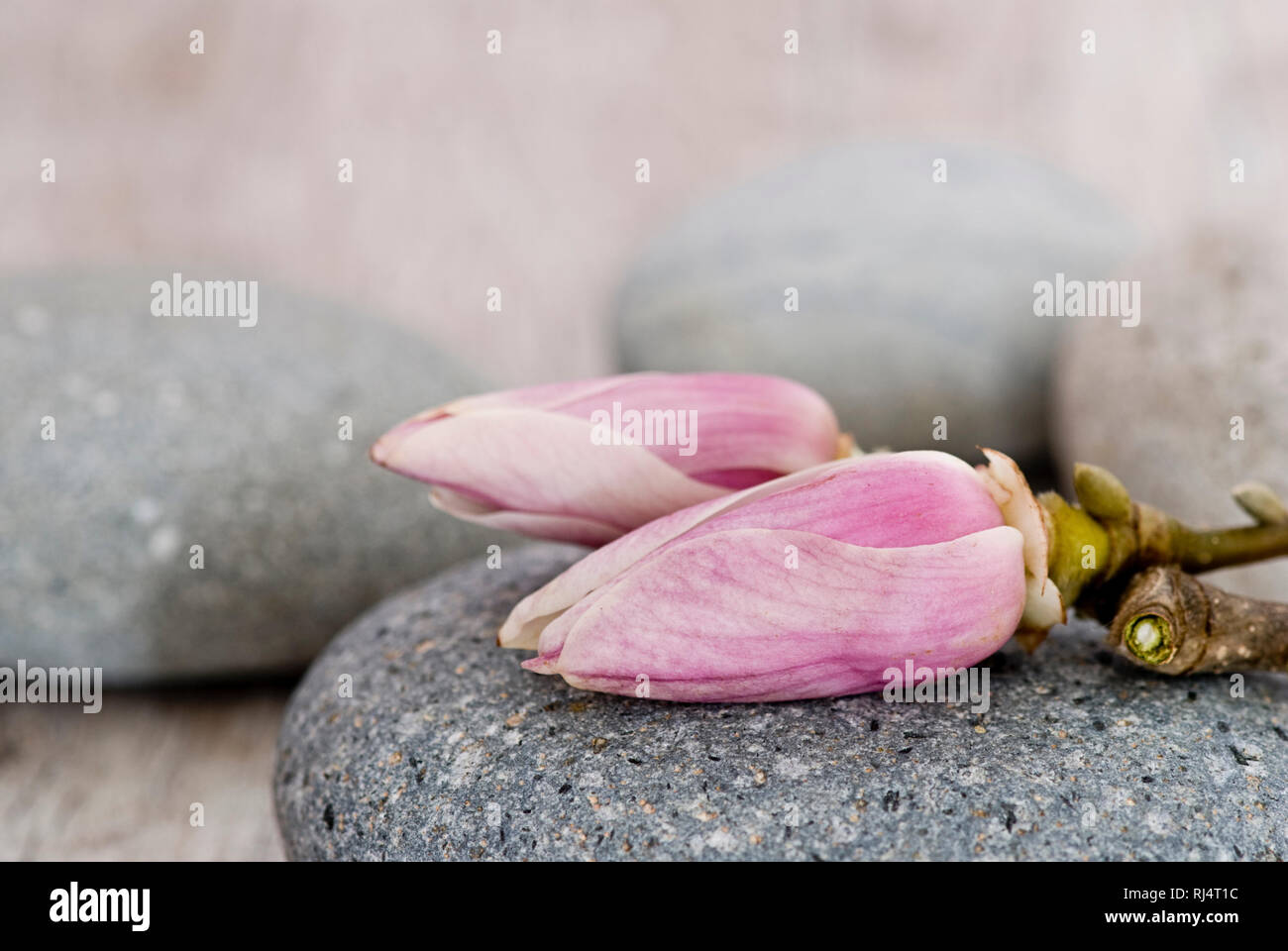 Magnolienbl?te auf Stein, rosa Foto Stock