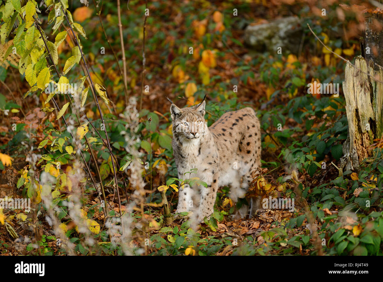 Eurasischer Luchs, Lynx lynx, frontale stehen, Blick Kamera Foto Stock
