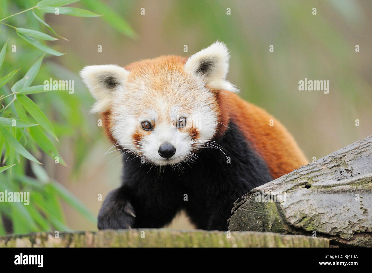 Kleiner Panda, Ailurus fulgens, Baumstamm, frontale, Blick Kamera Foto Stock
