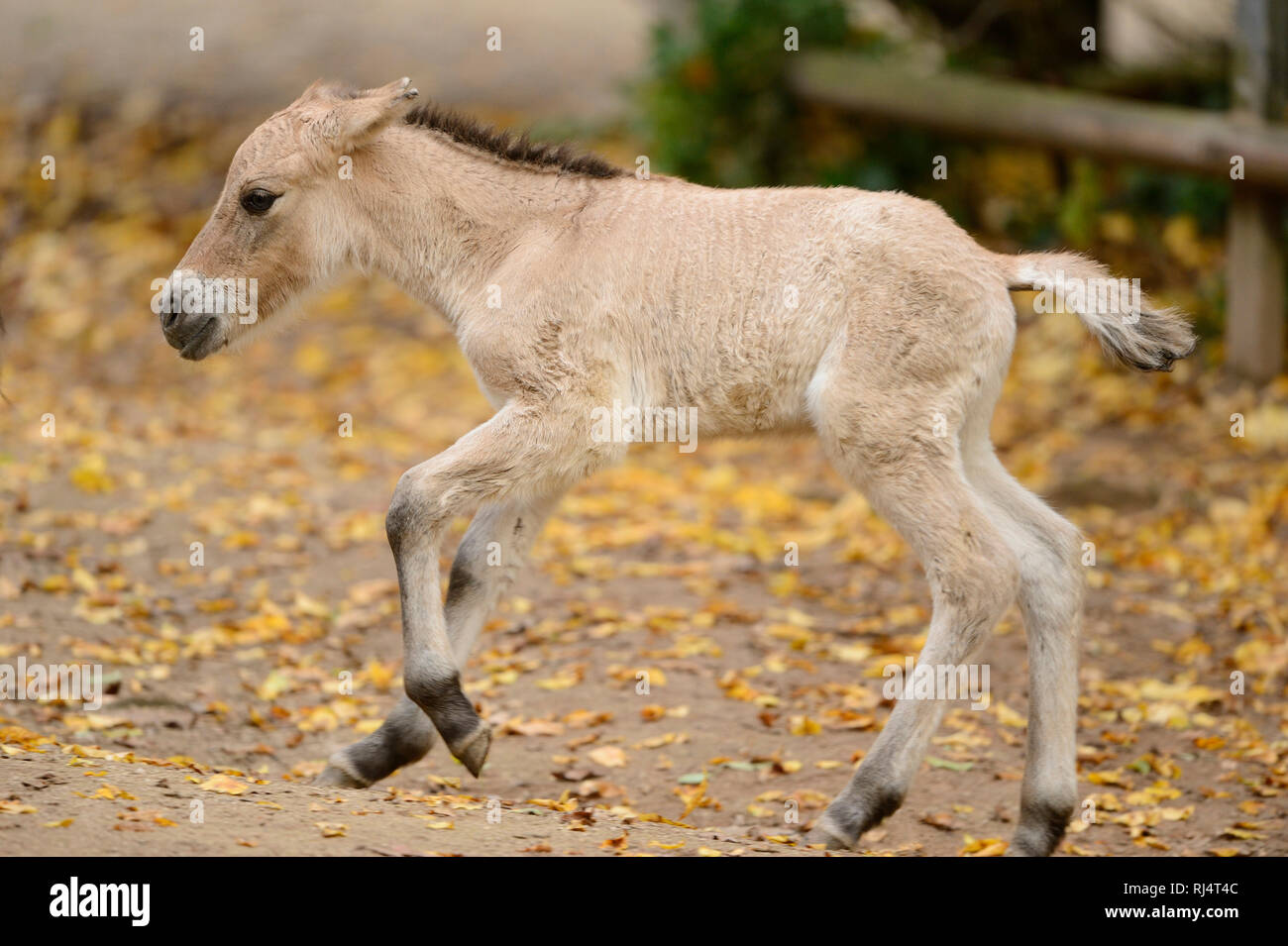 Przewalski-Pferd, Equus ferus przewalskii, Fohlen, seitlich, rennen Foto Stock