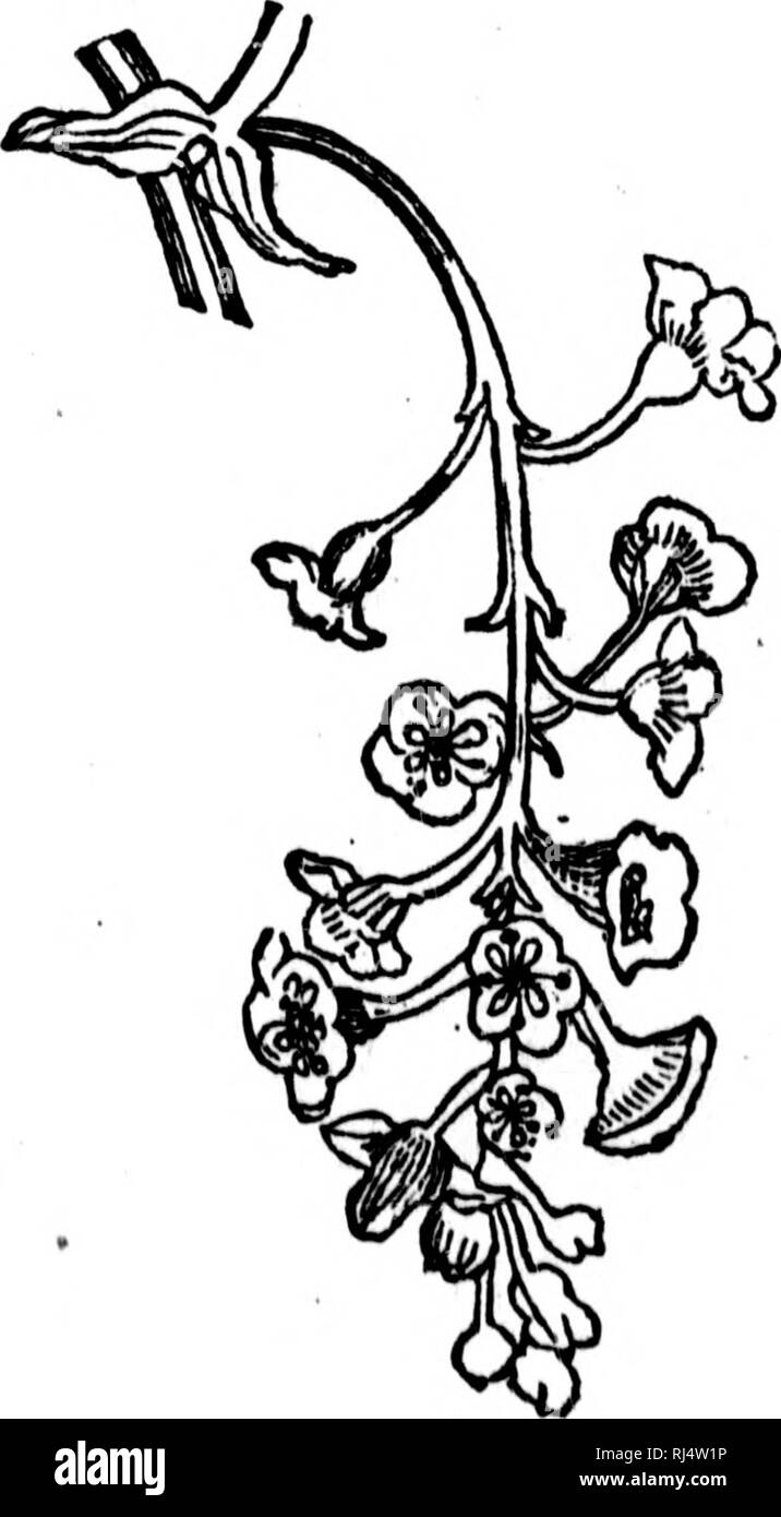 . Traité élémentaire de botanique [microforme] : à l'usage des Maisons d'Education et des Amateurs qui voudraient se livrer à l'étude de cette science sans le secours d'onu maître. Botanique; Plantes; botanica; piante. 70 71 l'ax qui les porte (flg. 70, Verveine). Il est dit composé quand les pédicelles avvisaglia eux-mC'mes fig. 70. Fleurs en épi {SlachytarpketayYQtYeine), f ig. 71, Fleurs en grappe (QM^Hier). Si prega di notare che queste immagini vengono estratte dalla pagina sottoposta a scansione di immagini che possono essere state migliorate digitalmente per la leggibilità - Colorazione e aspetto di queste illustrazioni potrebbero non perfetta Foto Stock