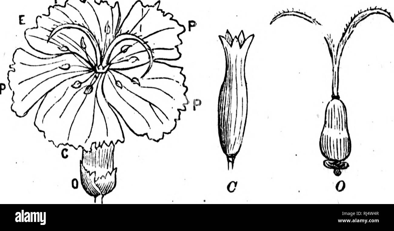 . TraitÃ© Ã©lÃ©mentaire de botanique [microforme] : Ã l'usage des Maisons d'Ã©ducation et des Amateurs qui voudraient se livrer à l'Ã©tudine de cette science sans le secours d'onu maÃ®tre. Botanique; Plantes; botanica; piante. WÃÃÃmm 4G 0RÂ"Un06KÃPHIE. tomne, vient aussi de l'altÃ©razione de ce tissu mÃªme parenchymateux. Â IVâDe la Fleur, 75.âLa Fleur est la partie la plus ponderosa de la plante, puisqu'elle renferme les organes nÃ©cessaires .j^5r^ u. 52 Ã sa la riproduzione. Les principales parti de la fleur sont, en commenÃ§ant par l'extÃ©rieur : le Calice, la Corolle, les Etamlnes et le pistillo Foto Stock