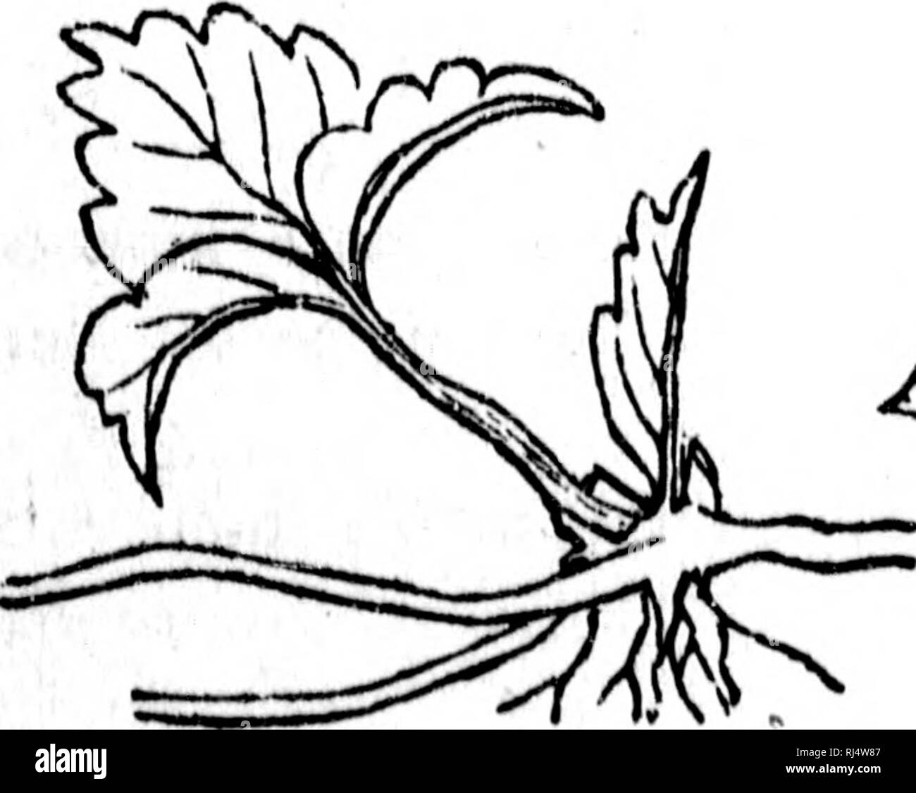 . TraitÃ© Ã©lÃ©mentaire de botanique [microforme] : Ã l'usage des Maisons d'Ã©ducation et des Amateurs qui voudraient se livrer à l'Ã©tudine de cette science sans le secours d'onu maÃ®tre. Botanique; Plantes; botanica; piante. Â k-wf*. t)À LA TlGÃ. 1^3 s on appelle Racines aÃ©riennes^ celles que certaines plantes ont la facultÃ© d'Ã©mettre des diffÃ©rentes parti de leur tige au dessus de terre et mÃªme de leurs ra- meaux, comme le Figuier de l'inde nous en fournit onu esempio ; certaines variÃ©tÃ©s de MaÃ¯s et la plupart des plandes parassiti Ã©mettent aussi des racines aÃ©riennes. II.âDe la tige Foto Stock