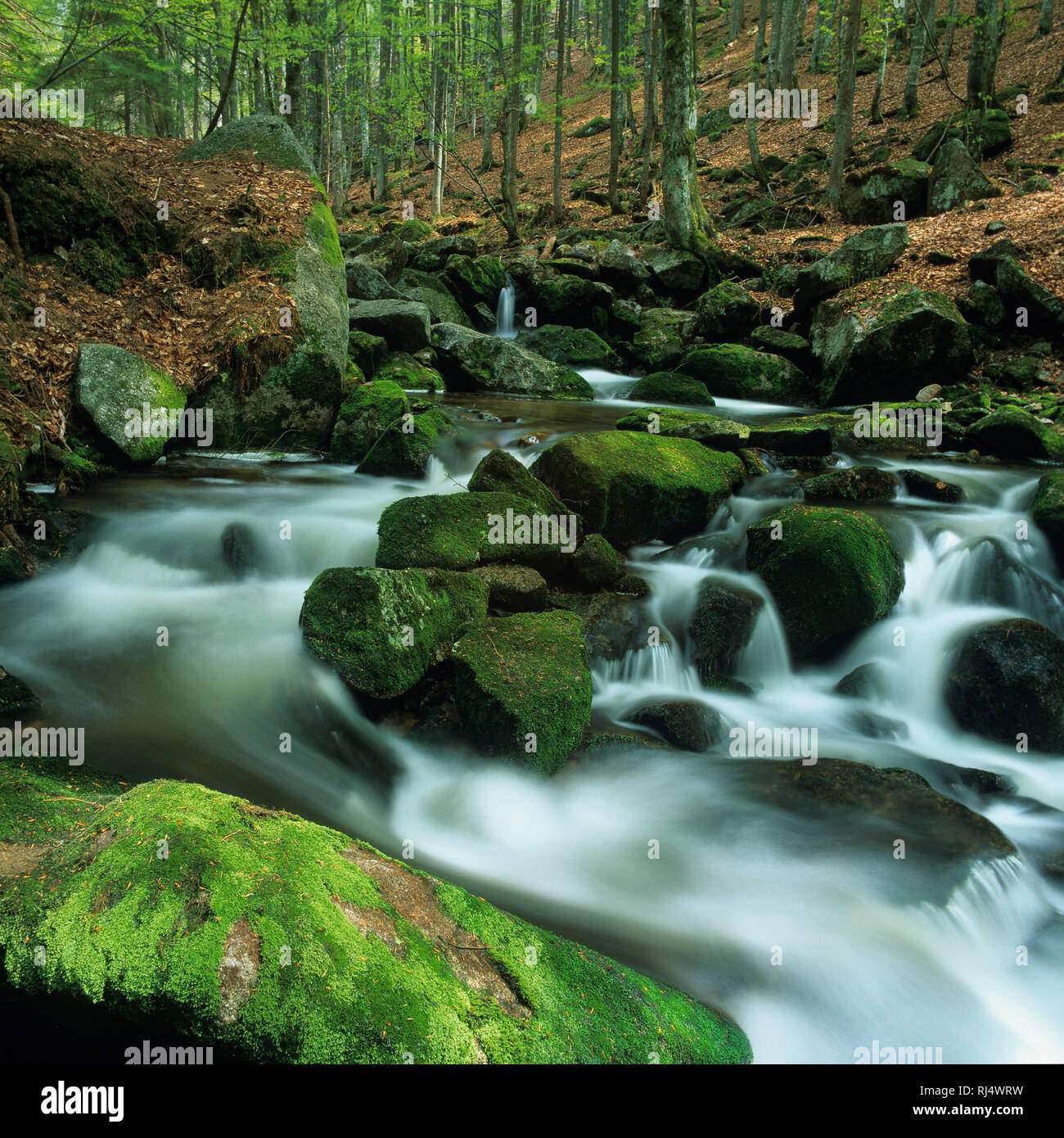 Kleine Ohe, Nationalpark Bayerischer Wald, Wildbach Foto Stock
