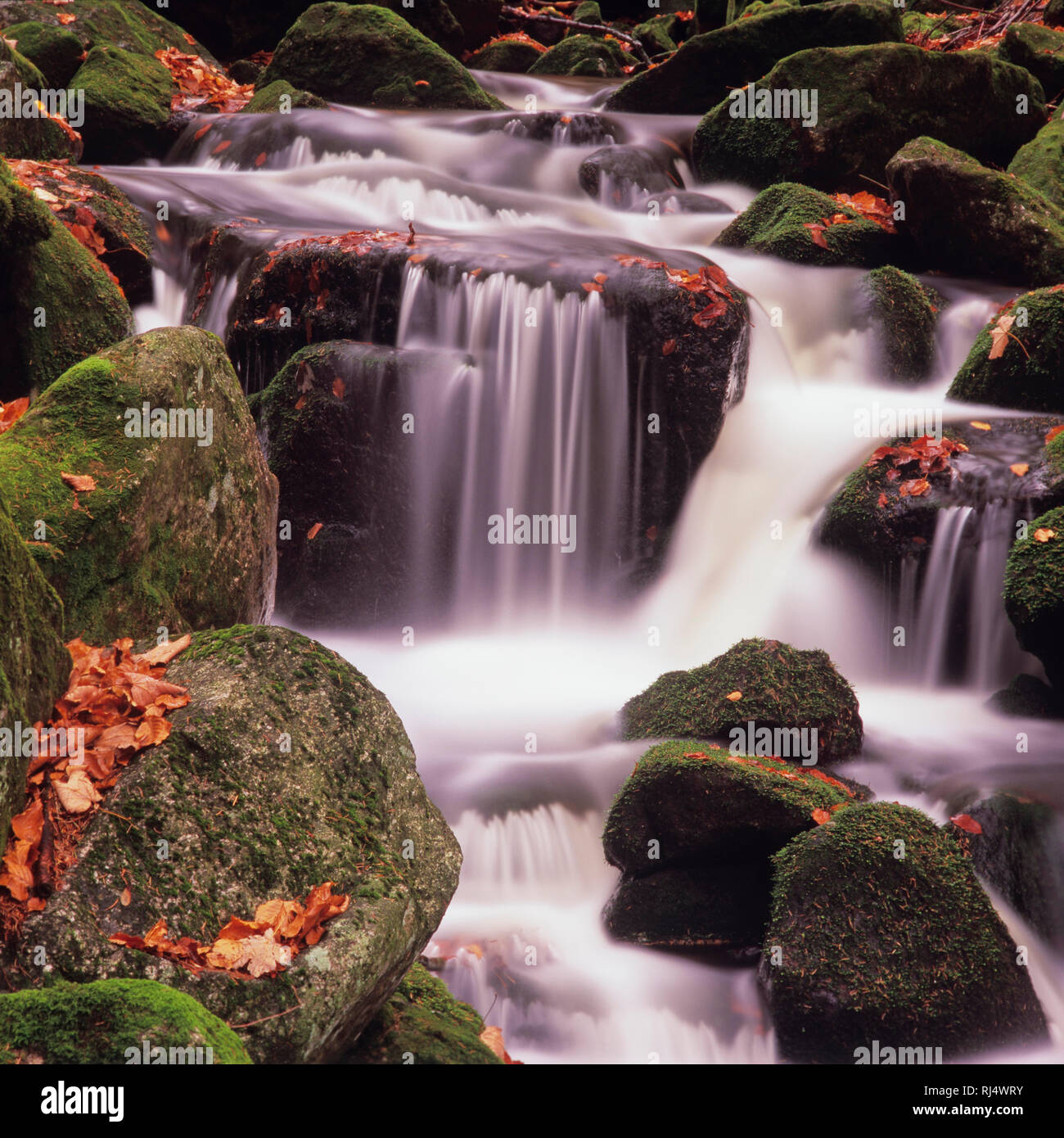 Kleine Ohe, Nationalpark Bayerischer Wald, Wildbach Foto Stock