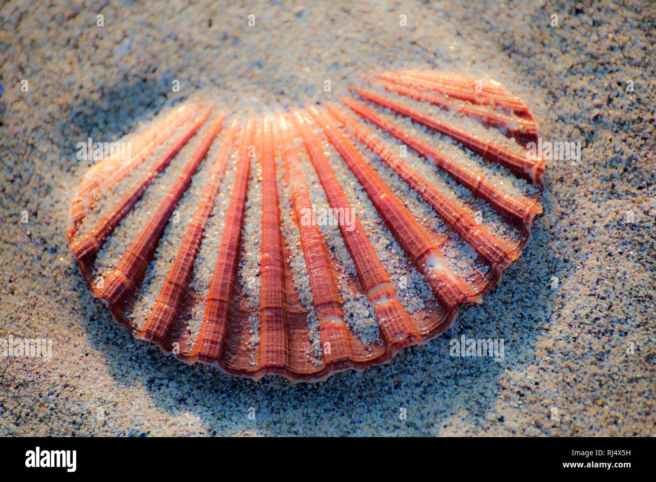 Venusmuschel sabbia im Foto Stock