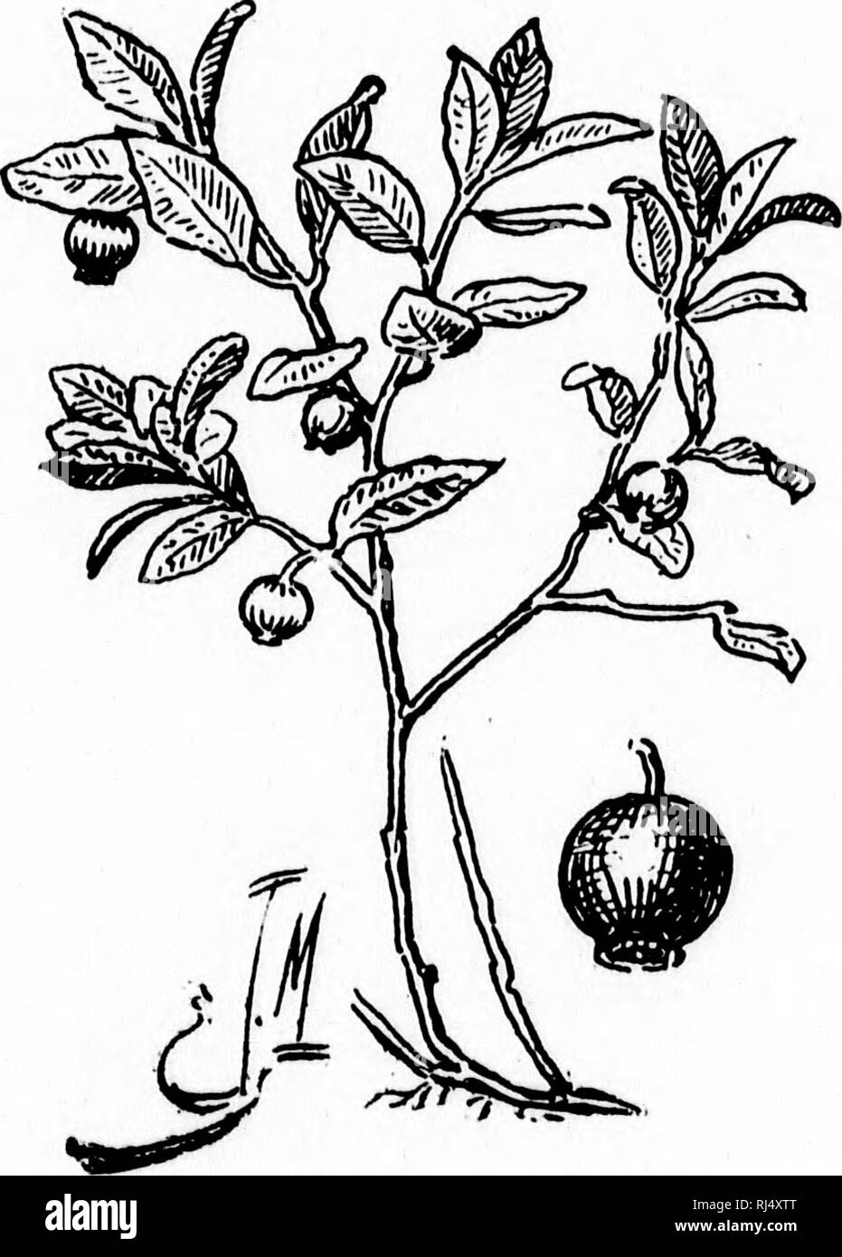 . Monografie de Plantes canadiennes [microforme] : suivies de croquis champÃªtres et d'onu calendario de la flore de la provincia de QuÃ©bec. Botanique; Botanica. Â ¢ IL AIRELLES OU "BLEUETS". La Famille des vacciniÃ©es. Â Airelle du Canada, Vaccinhuii canadense. Â Airelle de Penaylvaiiie, Varcinium Penmylva- nicvrn. Â La fleur se montre en mai et le frutta ue juillet. (Provanchek.). L'airelle. Figlio di frutta. Â ¢ Nous nommons les airelles bleuets, yarce que leurs baies sont bleues. Dans certaines parti de la France une sorte d'airelle porte le nom de myrtille, Ã cause de la ressemblance de se Foto Stock