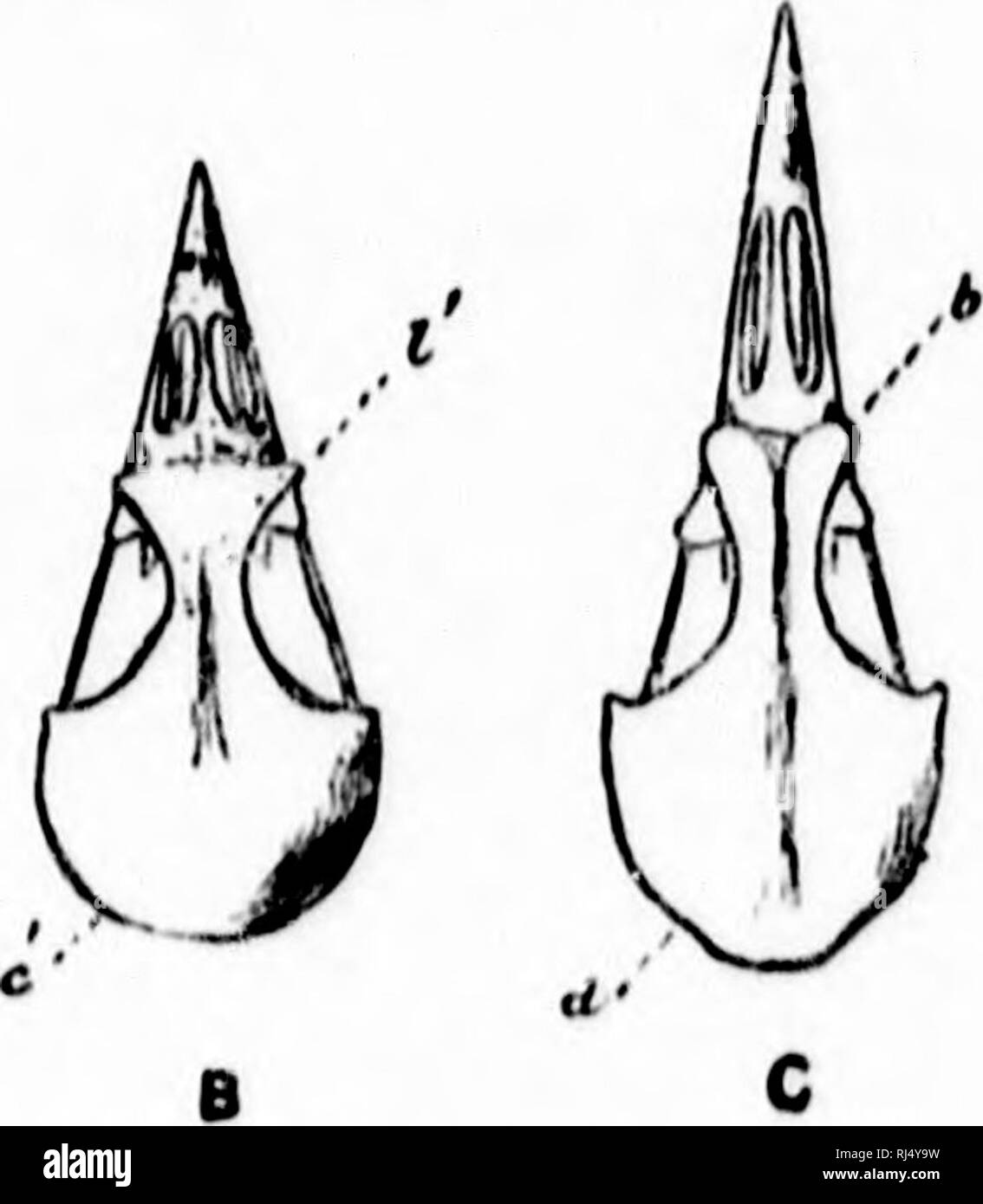 . Chiave per uccelli del Nord America [microformati] : contenente un conciso conto di ogni specie di vita e di uccelli fossili attualmente conosciuti dal continente nord del Messico e degli Stati Uniti, di confine inclusive della Groenlandia. Gli uccelli; ornitologia; Oiseaux; Ornithologie. l''lii. 114. Â Hkiills di V'liii/II/ir mill sV/'i'iVn/II/ic, lull. kI/i'; liner Sliiifflill. ., Â"Â"n&gt;- itriffitt ft mnntinmn . II, -s,filiii mi riritll'l . f riempire â III H IH. llliM io VI " liki'lic sto lii'lHi'Uii .V uiid II, III inillilii miirlioil â ¢ III iHiiiilh iiiiii uccidere /', li â"¢/, r I'liiii'iitr, imr ili'i'|i|y I'nritri Foto Stock