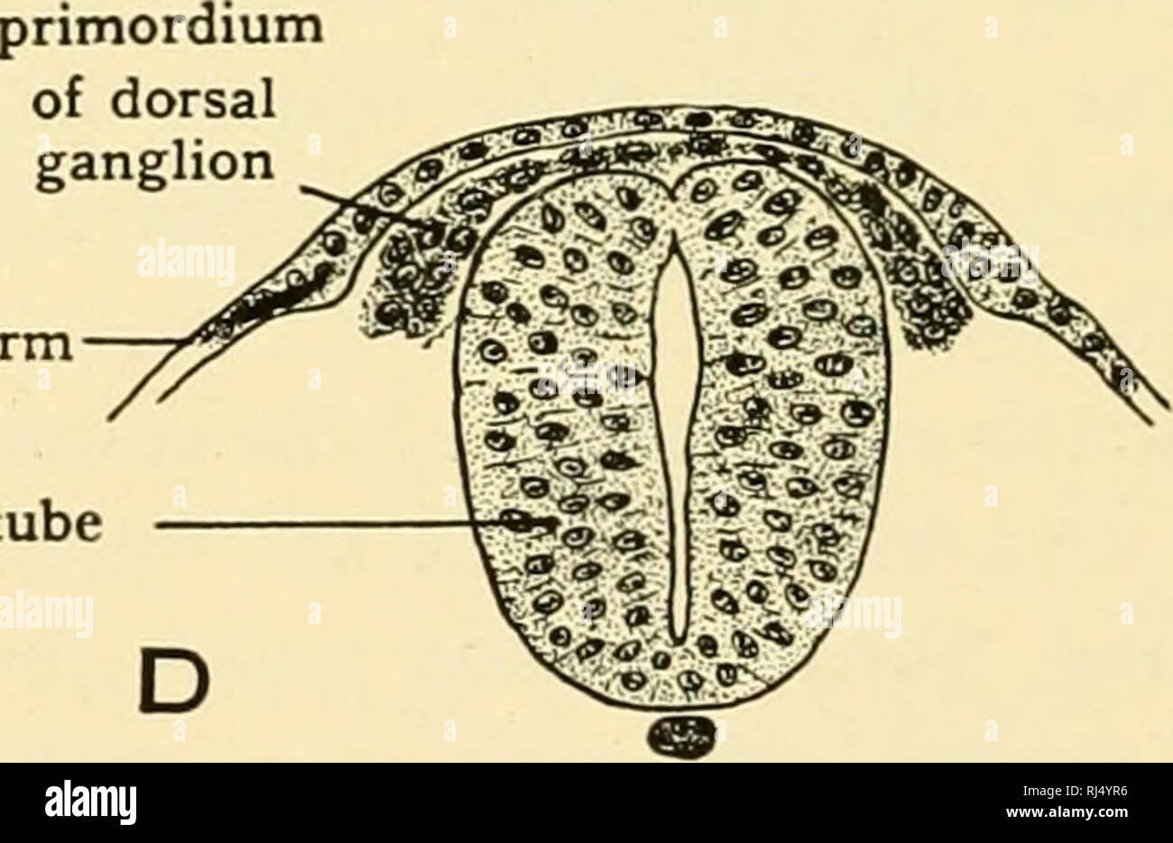 . Anatomia Chordate. Chordata, Anatomia, comparativo. neural â ^râ ectoderm tubo neurale. Fig. 343.âDrawing che mostra la chiusura del tubo neurale e la formazione della cresta neurale. Da embrioni di suini di:âA, 8 somiti; S, 10 somiti; C, 11 somiti; D, 13 somiti. X135. (Da Christopher Patten "embriologia del maiale.") Sviluppo dei nervi motori. Come nervo e muscolo diventare con- nesso con uno un altro è stato molto discusso il problema in biologia. Secondo Hensen e Kerr la connessione primaria e non di seconda- ary. Nervo e muscolo sono da essi assunti per essere, come tutte le altre cellule del corpo, Foto Stock