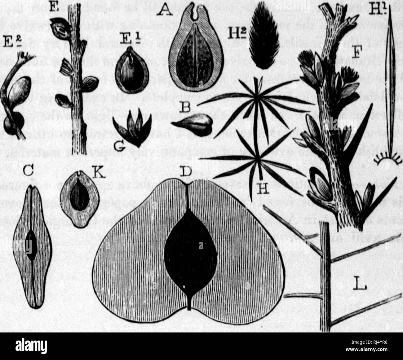 . La geologia della Nova Scotia, del New Brunswick e del Prince Edward Island o, Acadian geologia [microformati]. Geologia; Geologia stratigrafica; Paleontologia, Geologia, economico; Géologie; Géologie stratigraphique; Paléontologie; Géologie économique. La flora del Devoniano. S56 e cmarglnato all'apice, 1'5 pollici ampio e un pollice lungo, con un grande ovale ampiamente acuiniiiatc nuclouR, e il solito mesiale lino. In tal modo abbiamo quattro diverse specie di questi misteriosi semi alati dal Devoniano. Essi devono essere stati dei frutti degli alberi, ma se di phajuogams, o enormi alato di casi di spore di alcuni cryp Foto Stock