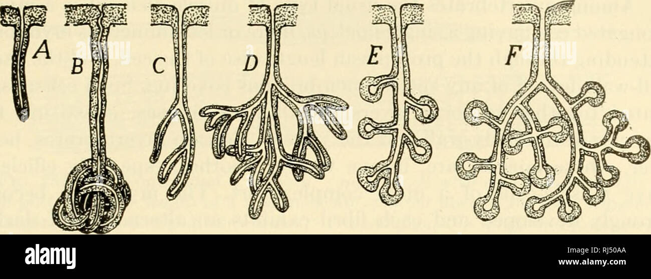 . Il chordates. Chordata. Istologia 311. Fig. 252. Tipi di ghiandole pluricellulari. (A-D) tubolare. (E, F) alveolari o acinous. (.4) Semplice. (B) avvolto a spirale. (C-F) ramificato o composto. Il condotto perfora l'epitelio da cui il premistoppa è stata prodotta. (Cortesia, Kingsley: "Anatomia comparata dei vertebrati," Philadelphia, la società Blakiston.) NONEPITHELIAL tessuti principalmente le parti essenziali di un metazoan animale sono epi- epitelio dermico e l'epitelio enterico. Alcuni degli organi che nell'adulto, giacciono tra questi due strati sono costituiti da tessuti che non trattengono Foto Stock