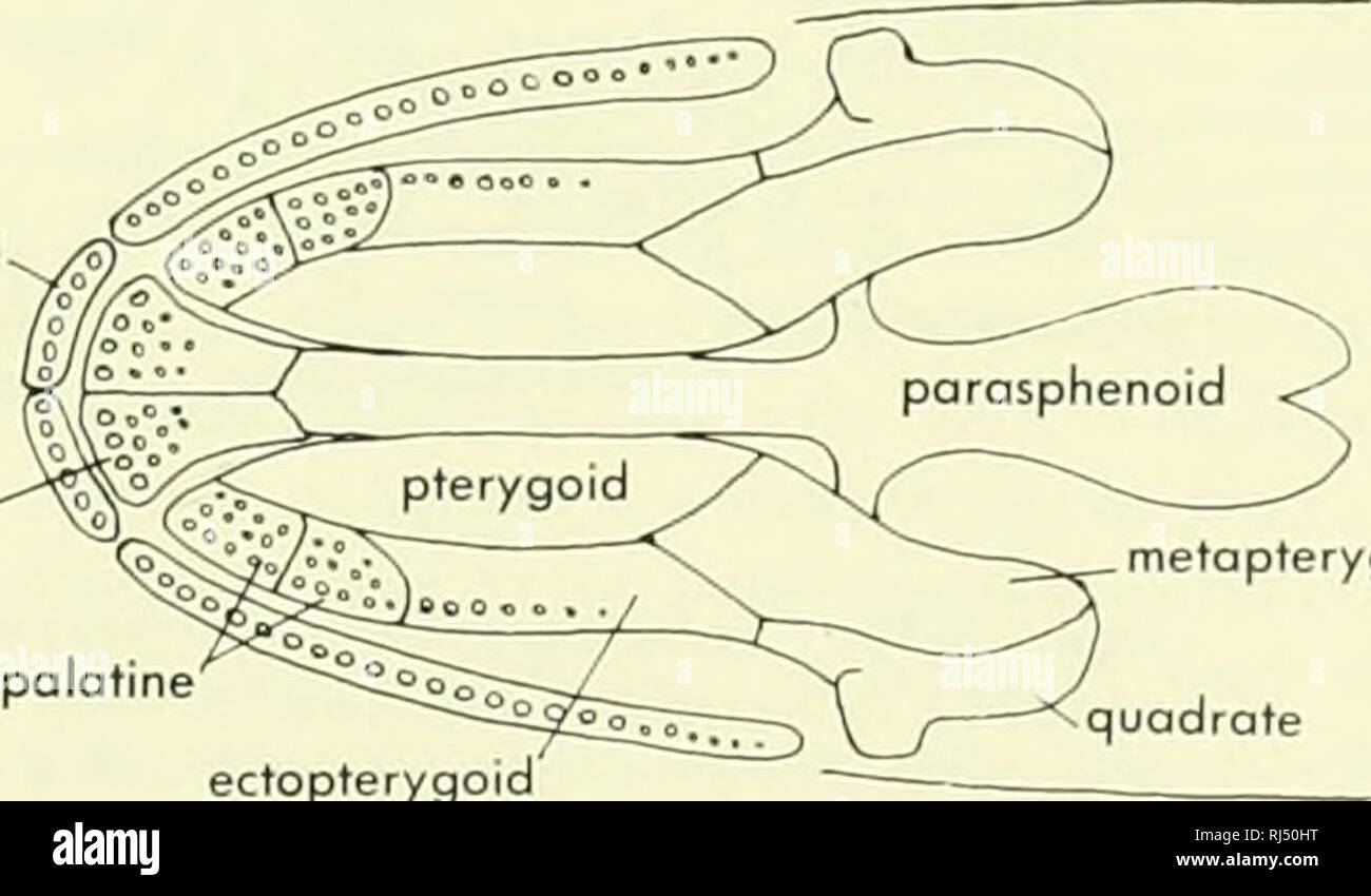 . Morfologia Chordate. Morfologia (animali); Chordata. premaxillo vo^ier pterygoid palatina ectopterygoid. ectopterygoid metapterygoid Figura 5-14. Schizzi Semidiagrammatic confrontando la testa scheletri di Upisosteus, a sinistra, e Amio, sulla destra. A e B, le viste laterali dei capi,- C E D, viste dorsale dei capi; E e F, che palatale gruppo; non incluso non riesce a riconoscere la grande variazione conosciuto ad accadere in quel gruppo. Rapporto con l'choanafes una relazione tra il actinopterygians e il choanates può essere basata sulle analogie della testa scheletri. Fino a quando non abbastanza recente Foto Stock