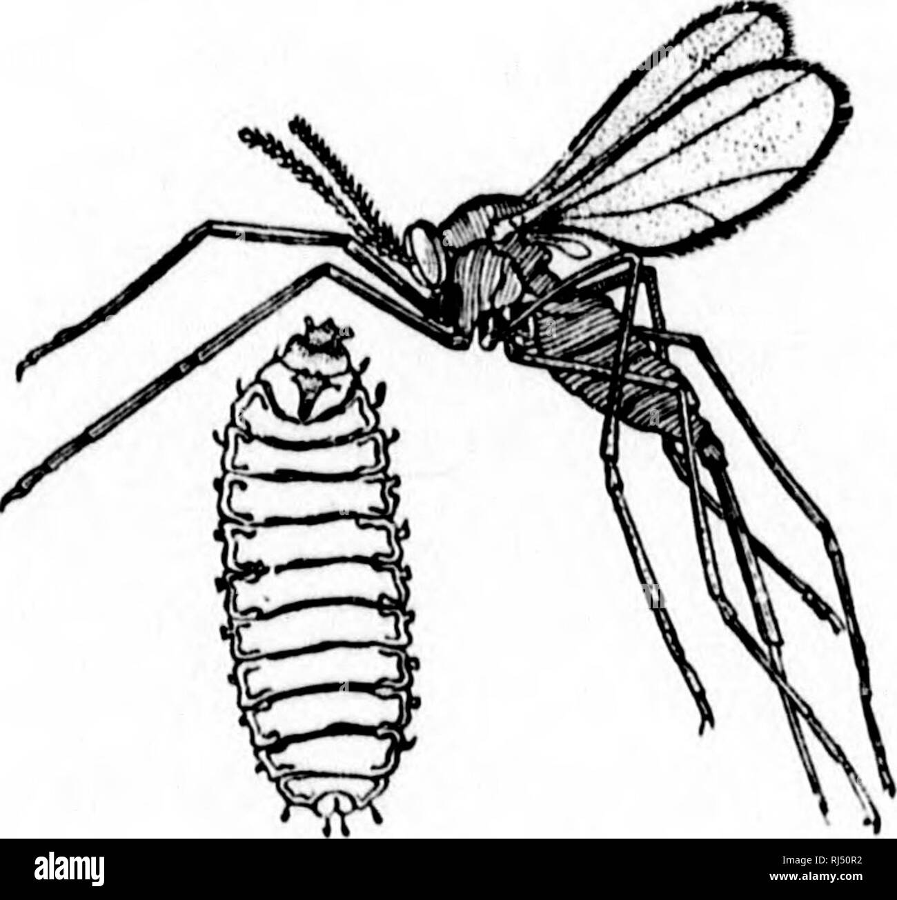 . Agricoltura [microformati]. Agricoltura; l'agricoltura. Insetti di stagno-: KIKM). 85 coperta con l|)lfS OW"f caso il giovane insetti passano generalmente attraverso l'inverno in stato di pupa, noto come "il lino-seme" condizione, perché la pupa caso è come un lino-seme. Qualsiasi di tali trovati nel frumento proiezioni dovrebbe naturalmente egli hurned, e nel caso in cui fossero trovati nel campo delle stoppie deve essere tagliato e bruciato, 'ì egli rimedio principale per la mosca di Hesse è quindi per bruciare completamente tutto il materiale contenente il giovane gli insetti e per cambiare da frumento a un raccolto coltivato, come radici o mais. La mosca di Hesse att Foto Stock