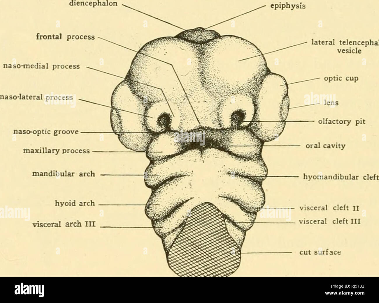 Anatomia Chordate. Chordata, Anatomia, comparativo. 2l8 CHORDATE ANATOMY  dall'hard e soft palati, che separano la cavità orale dal passaggio nasale  sopra. Lo sviluppo. In un relativamente tardi stato di ontogenesis, in