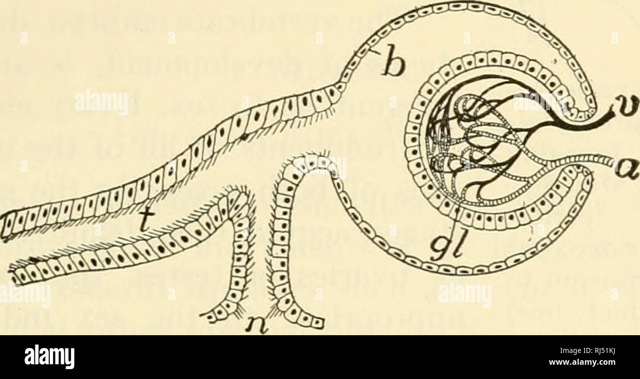 . Il chordates. Chordata. Excretory e riproduttivo 87 Origine dei Mullerian condotto il condotto Miillerian presenta dei problemi. In femmine adulte il suo un- terior estremità si apre nella coelom addominale. Uova mature sono scaricati dalla superficie esterna dell'ovaio (eccezionali condizioni esistenti in pesci ossei) nell'coelom, da dove essi passano attraverso il Miillerian ovidotto e cloaca, all'esterno. L'imbuto-come espansione dell'coelomic fine dell'ovidotto può essere così strettamente avvolto attorno all'ovaio che il scaricato uova non diventi libero nel corpo-cavità, ma sono almeno potenziale Foto Stock