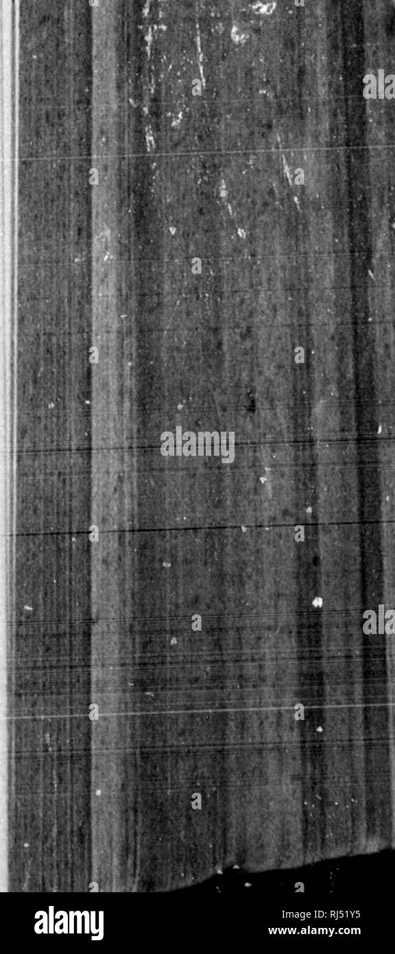 . Una lista preliminare delle piante di New Brunswick [microformati]. La botanica; piante; Plantes; Plantes. Elenco preliminare delle piante di nuovo PrunsicicJc. 75 357. ANTHOXANTHUM, L. - Dolce Vernal-Grass. 832 A. ODORATUM, L. comune in prati e pascoli. Bass River. 358. HIEROCHLOE, Gmelin. HoIoly-Grass. 833 H. borealis, Roera &AMP; Schultes. Fiume Molus, Riehibucto e elsewliere nel Kent Co. 359. ALOPECURUS, L. - - Foxtail-Grass. 834 A. geniculatus, L. luoghi umidi. Carleton. 835 A. aristulatus, Micbx. Luoghi umidi. Bass River. 3G0. STIPA, L. - - - - Featiier-Grass. 836 S. Ricbardsonii, Link. Petit Foto Stock