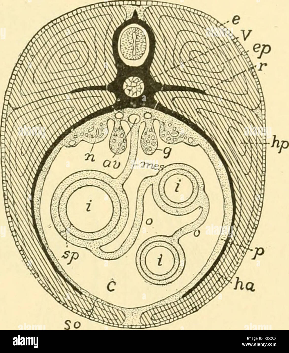 . Anatomia Chordate. Chordata, Anatomia, comparativo. Il sistema scheletrico 153 vertebre cartilaginei. Il breve processi costieri in colonna cervicale e lombare e sacrale unite con i processi trasversali e sono indistinguibili da loro nell'adulto. Nella regione toracica, centri distinti di ossificazione nelle nervature sono formate e articolazioni con le vertebre sviluppare. Epifisi al capitulum tuberculum e rendere possibile l'allungamento delle nervature toracica. La ventrale di estremità delle nervature non ossify ma rimangono in tutta Kfe come le cartilagini costiera. L'evoluzione di nervature. Ri Foto Stock