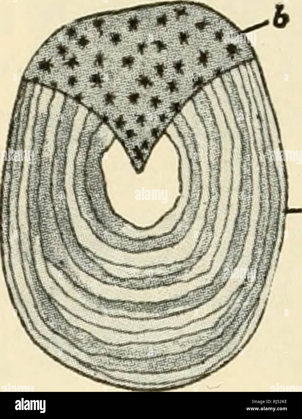 . Il chordates. Chordata. 20 Base- Struttura di vertebrati. Si prega di notare che queste immagini vengono estratte dalla pagina sottoposta a scansione di immagini che possono essere state migliorate digitalmente per la leggibilità - Colorazione e aspetto di queste illustrazioni potrebbero non perfettamente assomigliano al lavoro originale. Rand, Herbert W. (Herbert Wilbur), 1872-1960. Philadelphia : Blakiston Foto Stock