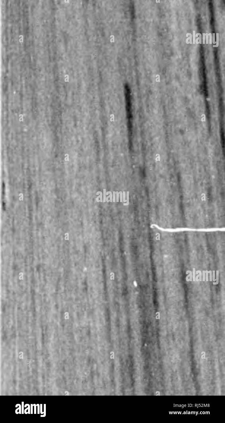 . La geologia della Nova Scotia, del New Brunswick e del Prince Edward Island o, Acadian geologia [microformati]. Geologia; Geologia stratigrafica; Paleontologia, Geologia, economico; Géologie; Géologie stratigraphique; Paléontologie; Géologie économique. I ) . m i l"ig. 1.-Imiires"lons di Knlii-Drops.-moderno.-Itay di I'unily. " 2.-ImpresRlons di gocce Uiilii.-carbonifero.-Tiitiimgouclio. " 3.-impressioni di Confiniietl Itiiin.-t'arlxmiferous. " 4.-restringimento crepe ami i contrassegni di unin.-carbonifero.-ridotto a Nizza. " 6-Cast uf Kill contrassegni.-Carboiiiforous.-ridotte dimensioni iu. I|" "SI ' 11.,. Si prega di non Foto Stock