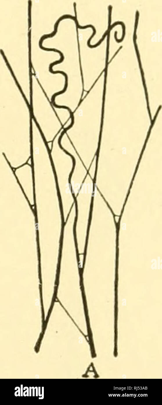 Anatomia Chordate. Chordata, Anatomia, comparativo. Istologia lOI la  sorgente della gelatina e colla. Queste fibre di collagene sono solo  leggermente elastica. Essi possono essere ramificati. Ciascuna fibra è un  bundle di