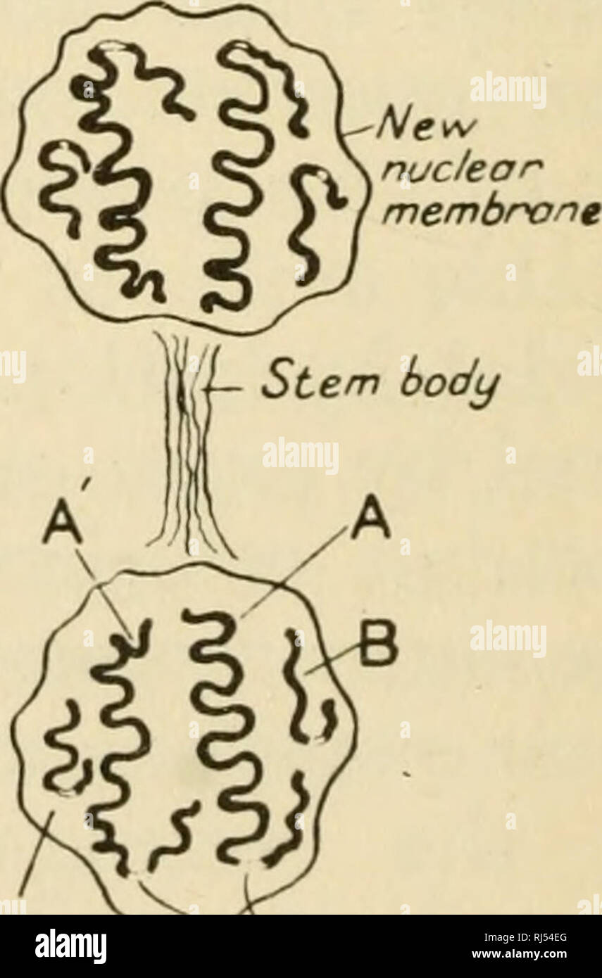 . I cromosomi. I cromosomi. d fase di meta-ana fase. f Telophase Fig. 2.-i diagrammi delle principali fasi della mitosi. Solo due coppie di cromosomi A e A', B e B' sono mostrati. Entrambi questi hanno sub-terminale mandrino allegati, quelli del B cromosomi essendo più vicini alla fine. All inizio prophase ' reliquia spirali ' sono chiaramente visibili. S.A. == mandrino allegati, E.P. = piano equatoriale del mandrino. R e L sono regioni di cromosomi che vengono spiralizzato in un verso sinistra o verso destra in direzione di metafase.. Si prega di notare che queste immagini vengono estratte dalla pagina sottoposta a scansione immagini che possono avere Foto Stock