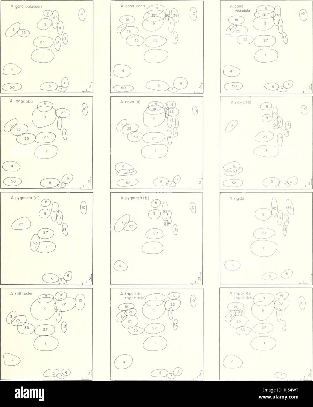 . Caratteristiche cromatografiche e relazioni filogenetiche di "Artemisia", sezione "Tridentatae". Sagebrush; analisi cromatografica; Filogenesi. 7. Si prega di notare che queste immagini vengono estratte dalla pagina sottoposta a scansione di immagini che possono essere state migliorate digitalmente per la leggibilità - Colorazione e aspetto di queste illustrazioni potrebbero non perfettamente assomigliano al lavoro originale. Hanks, David LaWayne, 1925-. Ogden, Utah : Intermountain Forest &AMP; intervallo stazione di esperimento, Servizio di Foresta U. S. Dipartimento di Agricoltura Foto Stock