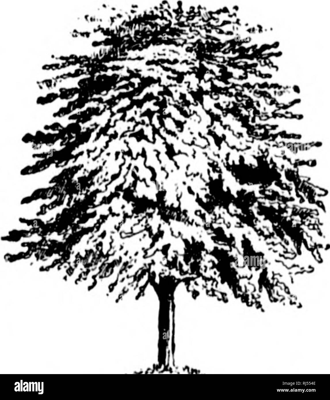 . Una guida per gli alberi [microformati]. Alberi; botanica; Arbres; Botanique. Alberi che crescono in un terreno fertile. 169 e il fogliame scarlatto cade via in autunno i suoi rami sono visti per essere coperto con vistosi frutti. Che essi sono punteggiate di bianco e il fogliame più piccoli, sono marchi dal quale questo uno dei biancospini può essere conosciuto da altri membri della sua famiglia. COCKSPUR THORN. NEWCASTLE THORN. {Piastra LXXX VI.) Crata-uti Crus-Gdlli, famiglia forma gamma altezza tempo di fioritura di Apple. Heaii^ fluty ampia: o-io/eet. Qticbfc, verso sud e J ll&GT;U rami, rigiiL verso ovest. I'ruit: Ottobre. Corteccia: marrone rossiccio o Foto Stock