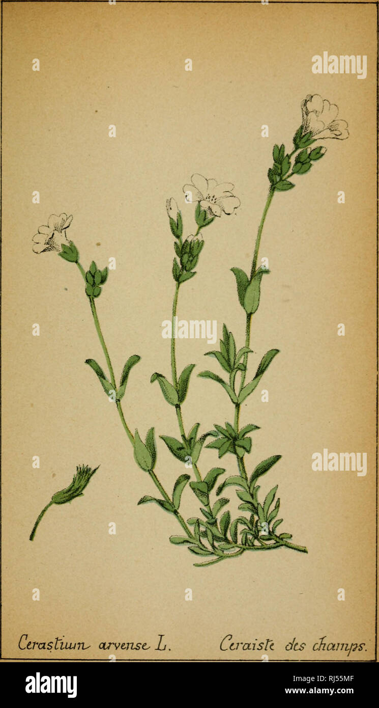 . Choix de Plantes de l'Europe centrale et particulièrement de la Suisse et de la Savoie. Piante; piante; piante. 47. Si prega di notare che queste immagini vengono estratte dalla pagina sottoposta a scansione di immagini che possono essere state migliorate digitalmente per la leggibilità - Colorazione e aspetto di queste illustrazioni potrebbero non perfettamente assomigliano al lavoro originale. Bouvier, Louis, 1819-1908. Genève, F. Richard Foto Stock