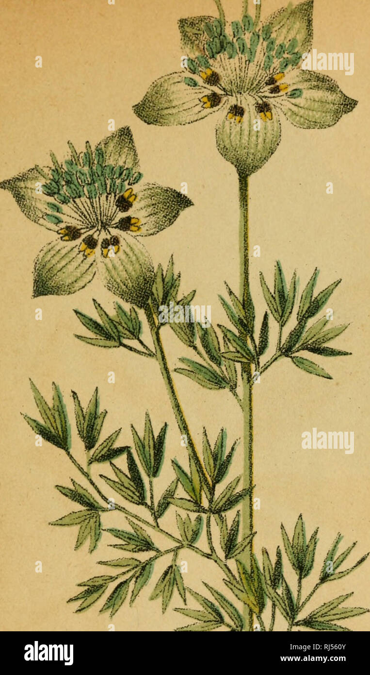 . Choix de Plantes de l'Europe centrale et particulièrement de la Suisse et de la Savoie. Piante; piante; piante. ^. Si prega di notare che queste immagini vengono estratte dalla pagina sottoposta a scansione di immagini che possono essere state migliorate digitalmente per la leggibilità - Colorazione e aspetto di queste illustrazioni potrebbero non perfettamente assomigliano al lavoro originale. Bouvier, Louis, 1819-1908. Genève, F. Richard Foto Stock