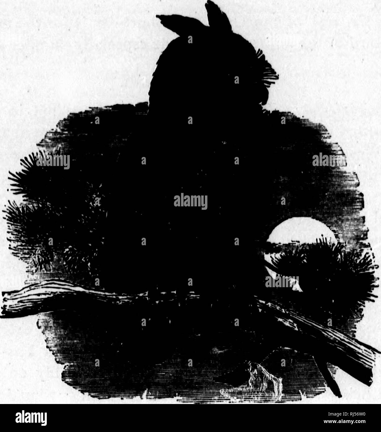 . I nostri uccelli nel loro tormenta [microformati] : un famoso trattato di uccelli del Nord America orientale. Gli uccelli; Oiseaux. 86 La Civetta. La civetta. Dopo un paio di giorni il tempo è cresciuto intensamente freddo, il termometro in esecuzione di dieci gradi sotto zero. Effettuare una visita professionale su uno di questi giorni amari, come ho guidato. La strillano 0... nel granaio-cantiere di unharness il mio cavallo, ho notato che il risultato di un bel po' di tragedia nel regno animale. Una quindicina di metri fino al lato del granaio appeso una civetta {Scops asid)y catturati da un piede sotto un grande batten parzialmente off sospesa dal buildi Foto Stock