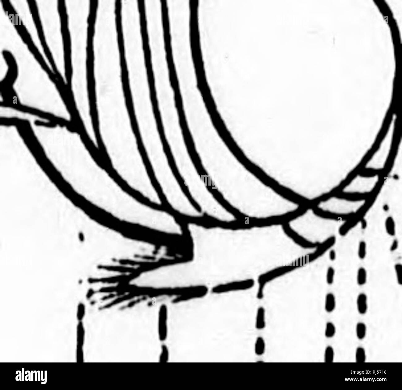 . Petite faune entomologique du Canada et particuliÃ¨rement de la provincia de QuÃ©bec [microforme] : vol. II comprenant les orthoptÃ¨res, les nÃ©vroptÃ¨res et les hymÃ©noptÃ¨res. OrthoptÃ¨res; NÃ©vroptÃ¨res; HymÃ©noptÃ¨res; Insectes; Orthoptera; Neuroptera; Imenotteri; Insectes. &Lt;ni' Ã:P rMi lÃ®i i ;Â": * ;t 546 nYMÃNOPTÃREP. 40(43) ab'loinon [Â"'diciili."; somment 2 p.è più corte que 3 ; 4l(42j PJdictilo corte, strit*; iiu'tatliorax avec 2 'â¢Â"Â"-t5(Â"!C3 8. ffigilips. 42(41) Corteccia assez loriir, lisj^c ; inÃ©tatlinrax sans arÃ©oles A s aciiaiu-. 43(40) addome sub^essile, sf^frin Foto Stock