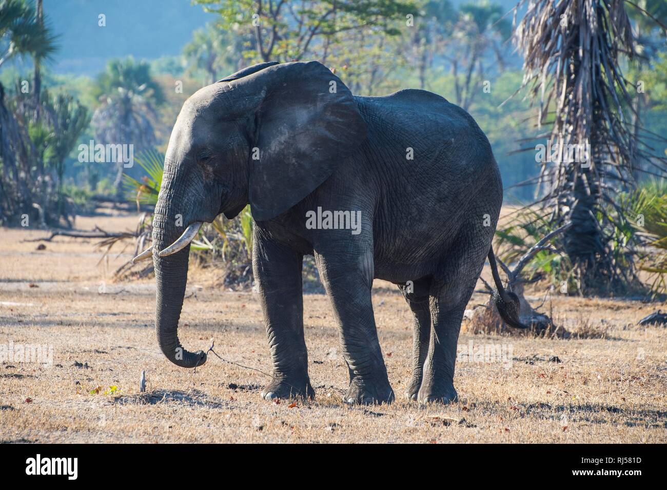 Bush africano Elefante africano (Loxodonta africana), Liwonde National Park, Malawi Foto Stock