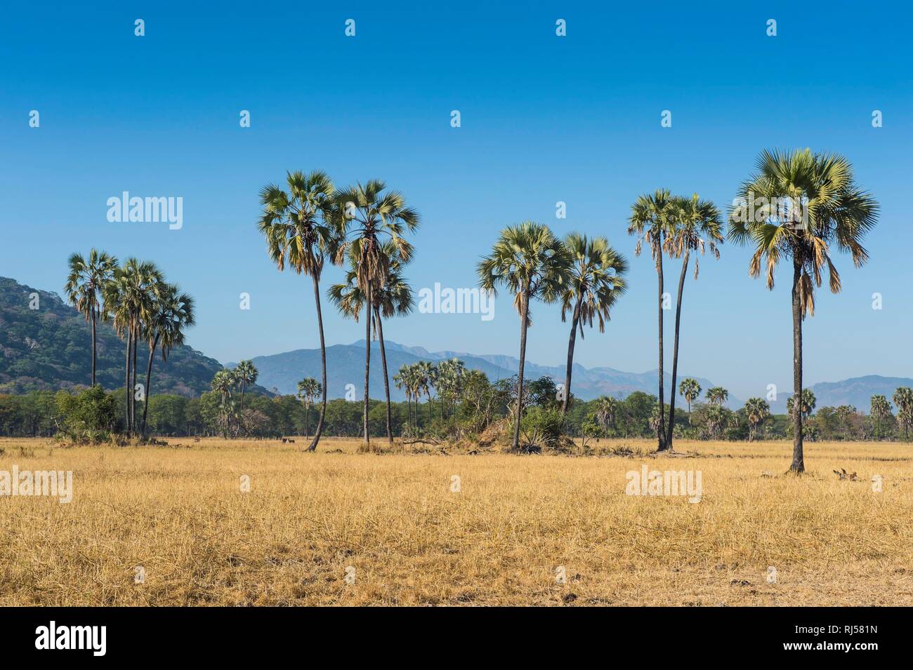 Paesaggio con palme, Liwonde National Park, Malawi Foto Stock