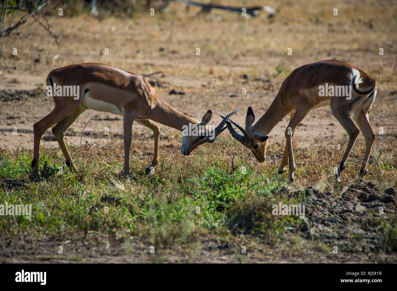 Due Impala (Aepyceros melampus) combattimenti, Liwonde National Park, Malawi Foto Stock