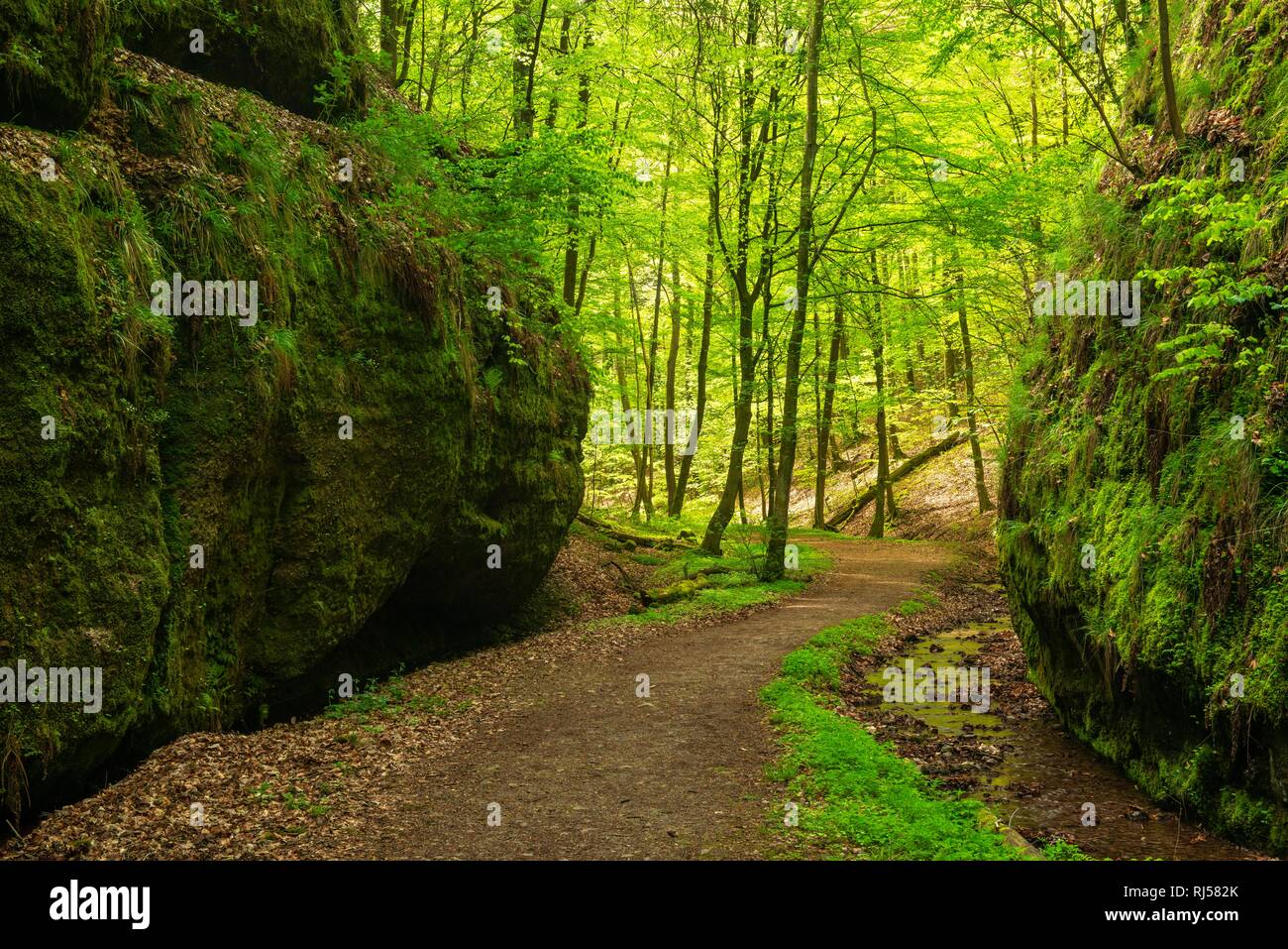Sentiero escursionistico attraverso la gola Landgrafen, pareti di roccia con MOSS, Foresta Turingia, riserva naturale Wartburg-Hohe Sonne Foto Stock