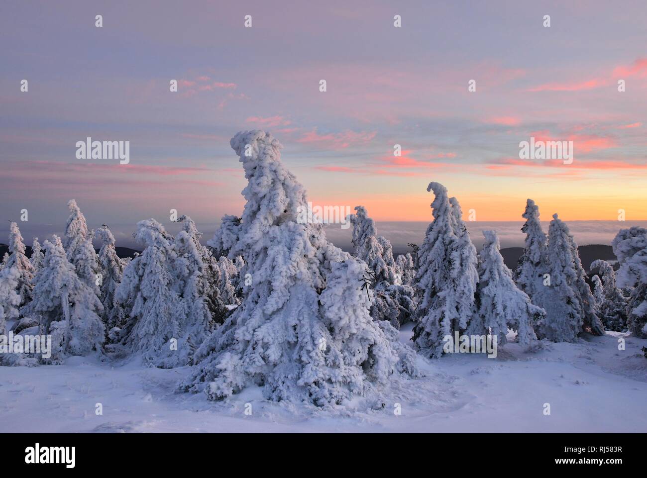 Coperte di neve abeti rossi sul Brocken, di post-incandescenza, Parco Nazionale di Harz, Sassonia-Anhalt, Germania Foto Stock