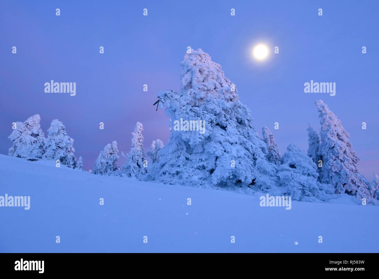 Coperte di neve abeti rossi sul Brocken al chiaro di luna, Parco Nazionale di Harz, Sassonia-Anhalt, Germania Foto Stock