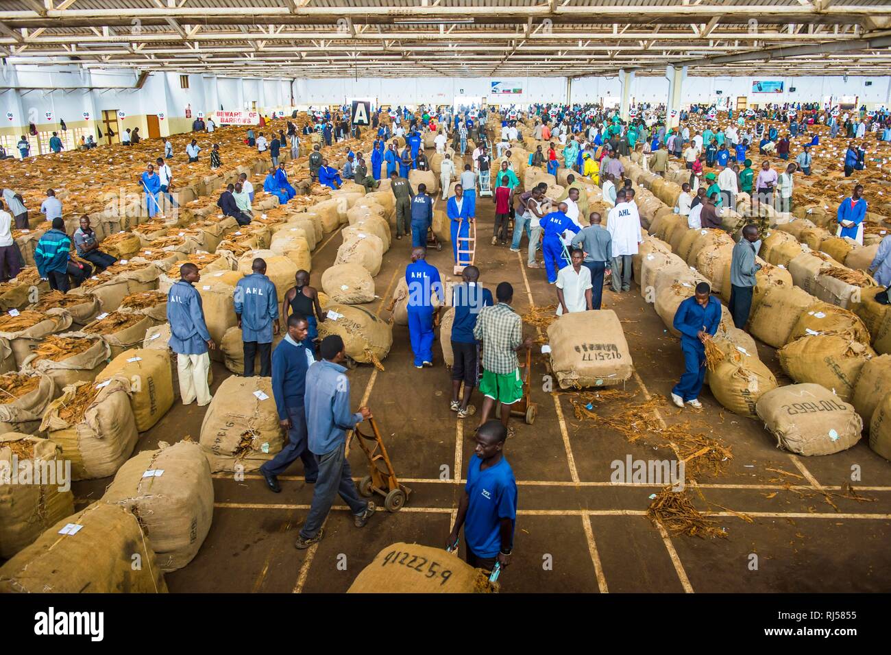 Lavoratori locali tra enormi sacchi con secchi di foglie di tabacco in una sala su un tabacco asta, Lilongwe, Malawi Foto Stock
