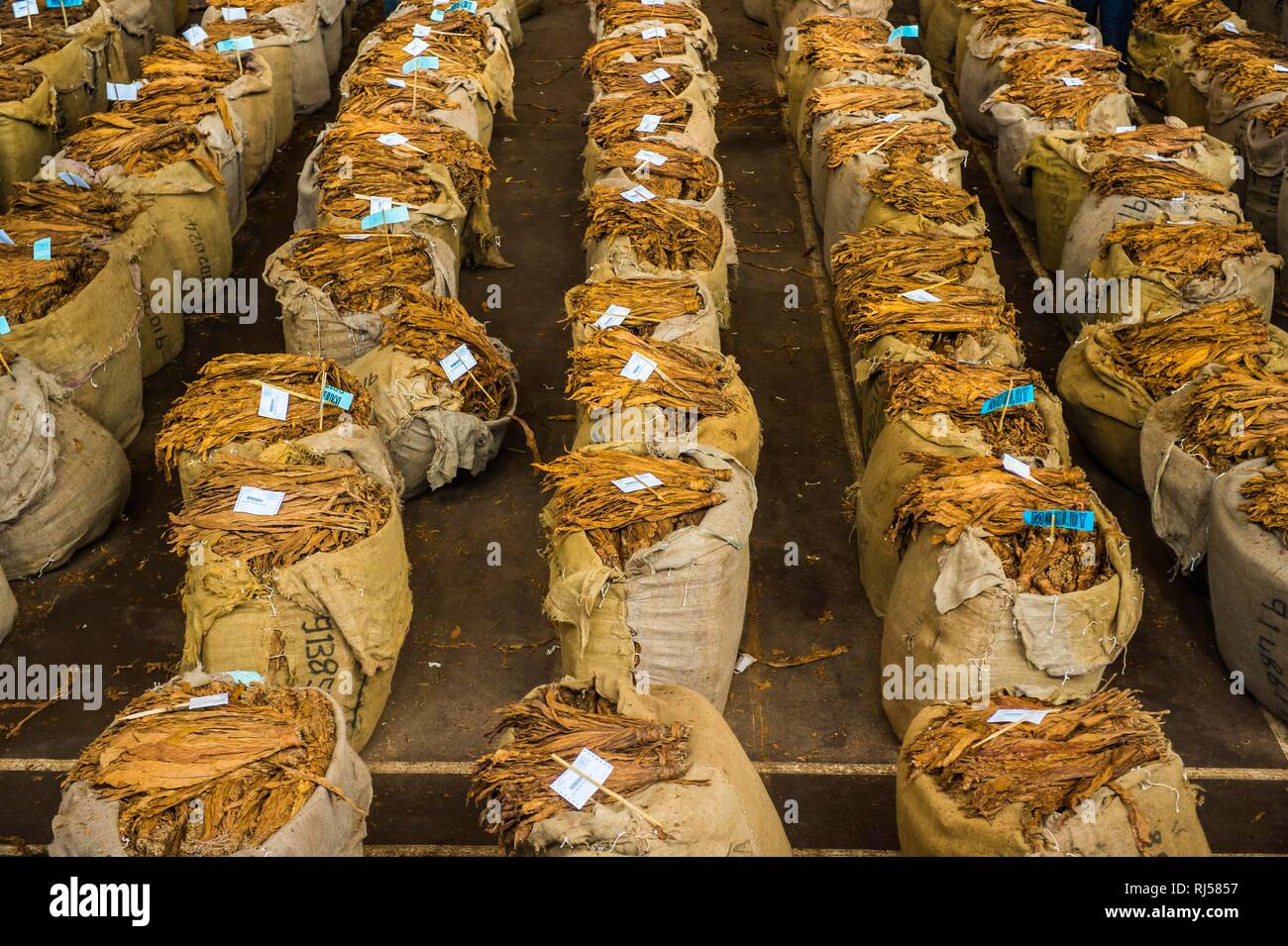 Enormi sacchi di tabacco essiccato, tabacco asta, Lilongwe, Malawi Foto Stock