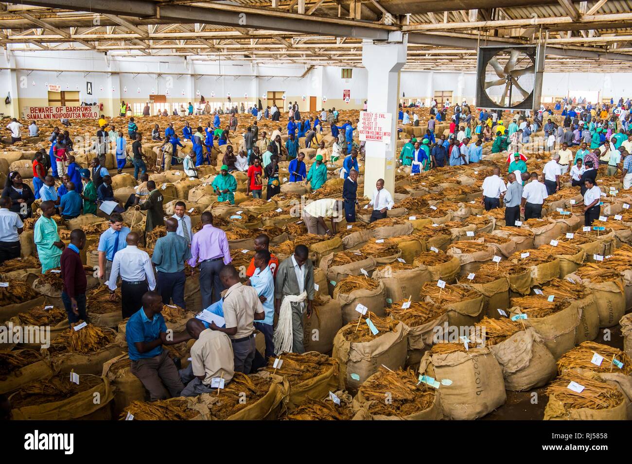 Lavoratori locali tra enormi sacchi con secchi di foglie di tabacco in una sala su un tabacco asta, Lilongwe, Malawi Foto Stock