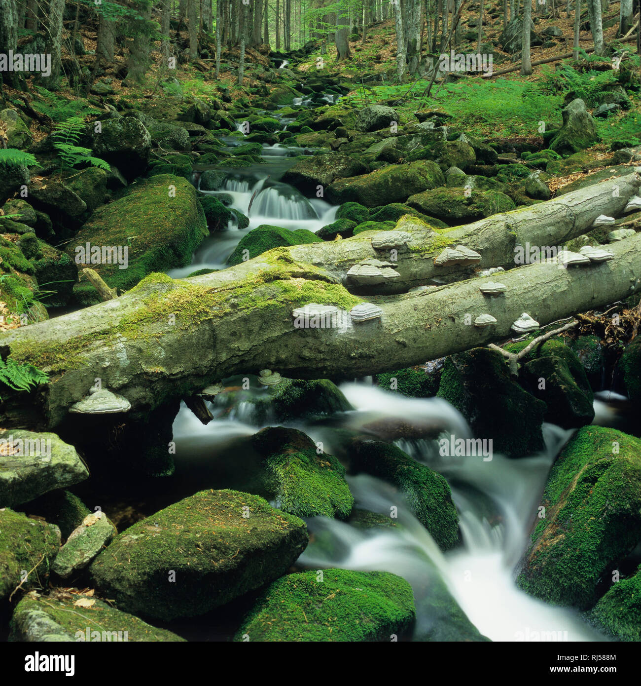 Kleine Ohe, Nationalpark Bayerischer Wald, Wildbach Foto Stock