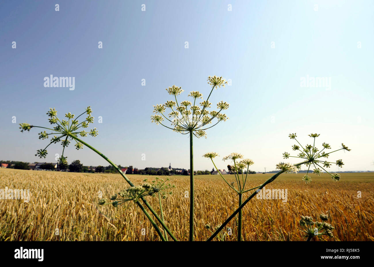?Reifende hren in einem Weizenfeld mit Saatweizen Triticum aestivum, Vorn Wiesen-B?renklau am Feldrain Foto Stock
