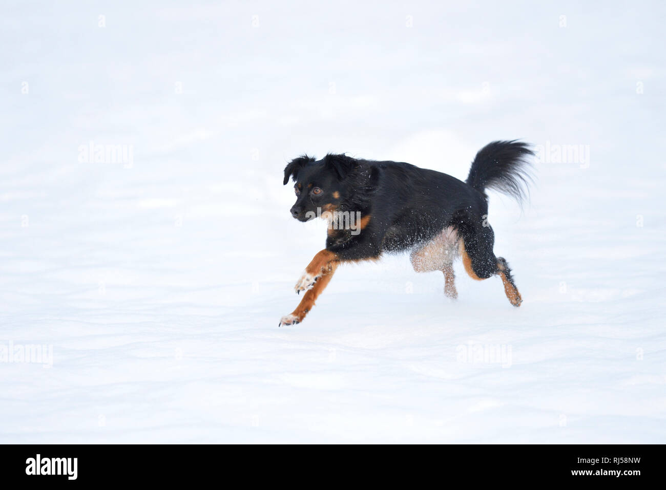 Mischlingshund, inverno, seitlich, rennen Foto Stock