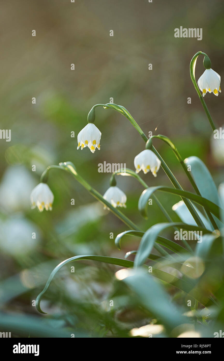 Frühlings-Knotenblume, Leucojum vernum, Nahaufnahme Foto Stock