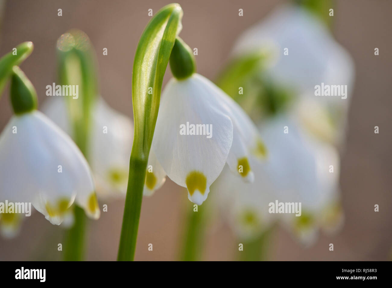 Frühlings-Knotenblume, Leucojum vernum, Nahaufnahme Foto Stock