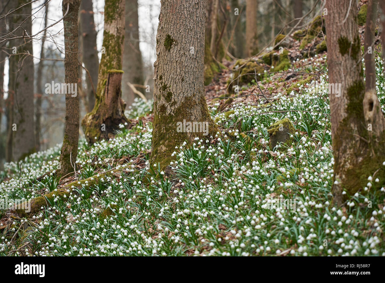 Frühlings-Knotenblumen, Leucojum vernum Foto Stock